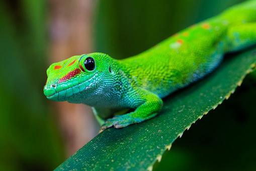 close-up side view natural Madagascar giant day gecko (phelsuma grandis)