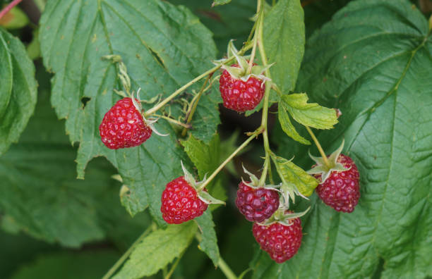 istock Red raspberries on the branches in the garden. 1181002071