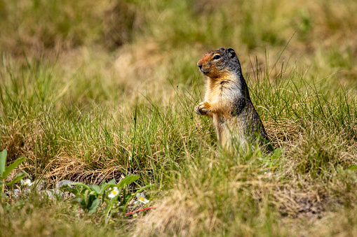 Ground Squirrel on a Meadow