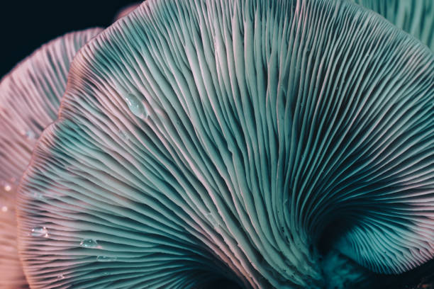 istock Beautiful mushrooms with color light background texture. Macro Photography view. 1181004573