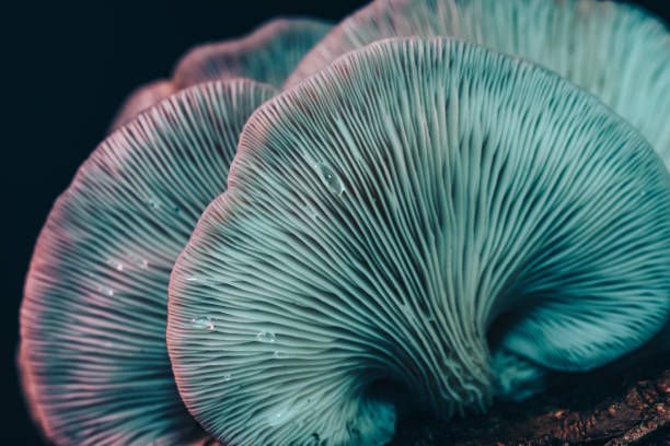 istock Beautiful mushrooms with color light background texture. Macro Photography view. 1181004600