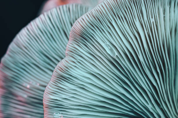 istock Beautiful mushrooms with color light background texture. Macro Photography view. 1181004704