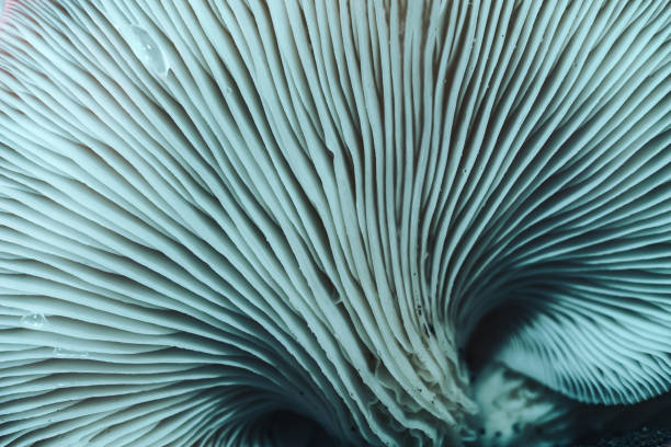 istock Beautiful mushrooms with color light background texture. Macro Photography view. 1181004821