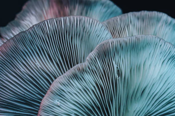 istock Close up beautiful bunch mushrooms color light in the tree background texture. Macro Photography View. 1181005128