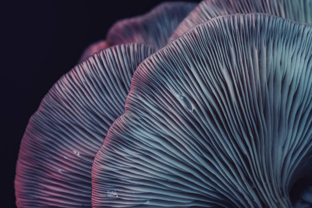 istock Close up beautiful bunch mushrooms color light in the tree background texture. Macro Photography View. 1181005654