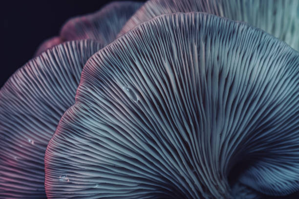 istock Close up beautiful bunch mushrooms color light in the tree background texture. Macro Photography View. 1181005680