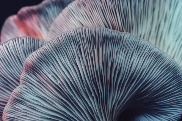 istock Close up beautiful bunch mushrooms color light in the tree background texture. Macro Photography View. 1181005765