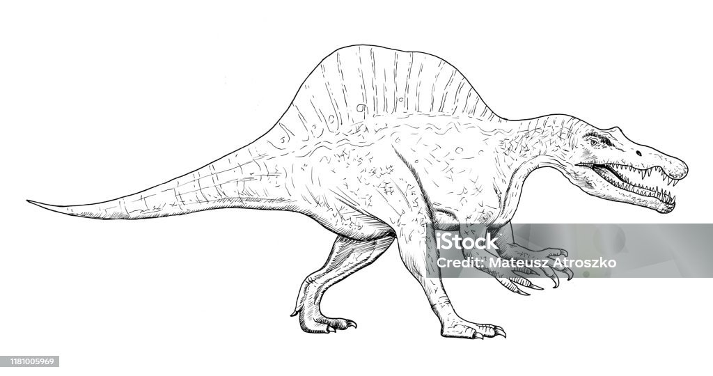 Bản vẽ khủng long thời tiền sử - phác hoạ thảo tay của spinosaurus, minh họa đen và trắng - Trả phí Bản quyền Một lượt Khủng long hình minh họa sẵn có