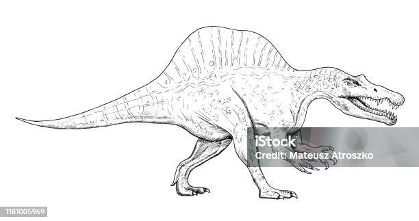 Bản Vẽ Khủng Long Phác Thảo Tay Của Spinosaurus Minh Họa Đen Trắng Hình minh họa Sẵn sở hữu - Tải xuống Hình hình họa Ngay bây giờ