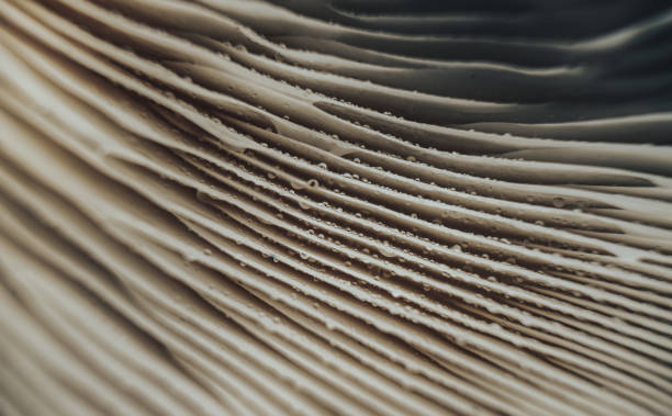istock Close up beautiful mushrooms background texture.  Macro photography view. 1181006140