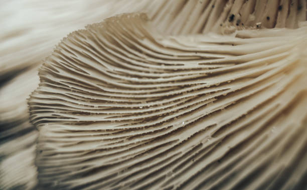 istock Close up beautiful mushrooms background texture.  Macro photography view. 1181006193
