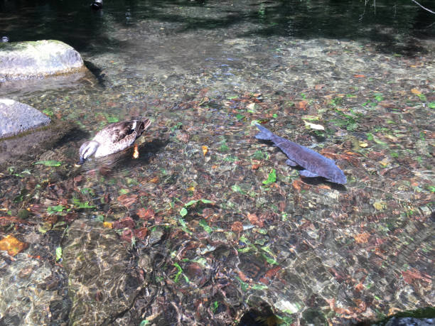 istock No one knows that ducks and fish are so good friends. 1181006447