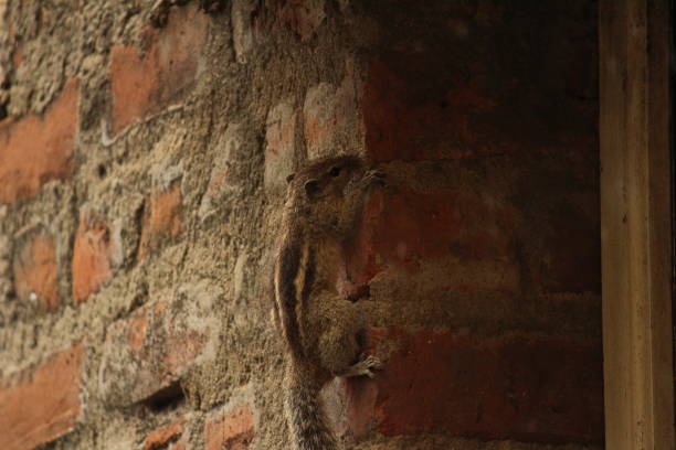 istock one young squirrel standing or walking or searching or seeing or climbing in the sengal or bricks wall on the unfinished home. 1181007202