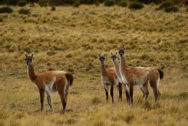 istock Guanacos in Ushuaia 118100762