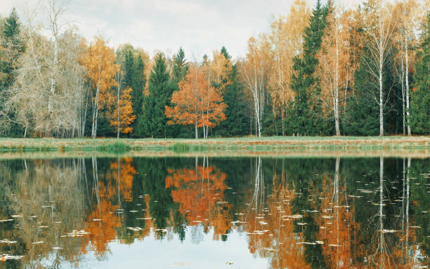 istock Autumn forest and lake. 1181008088