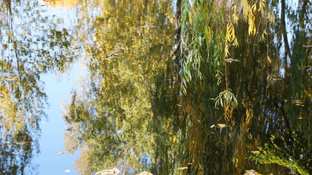 istock Autumn colorful water background 1181008324