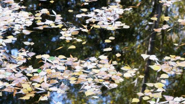 istock Autumn colorful water background 1181008329