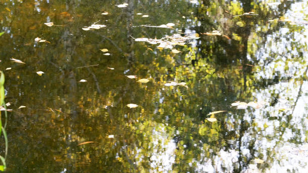 istock Autumn colorful water background 1181008348
