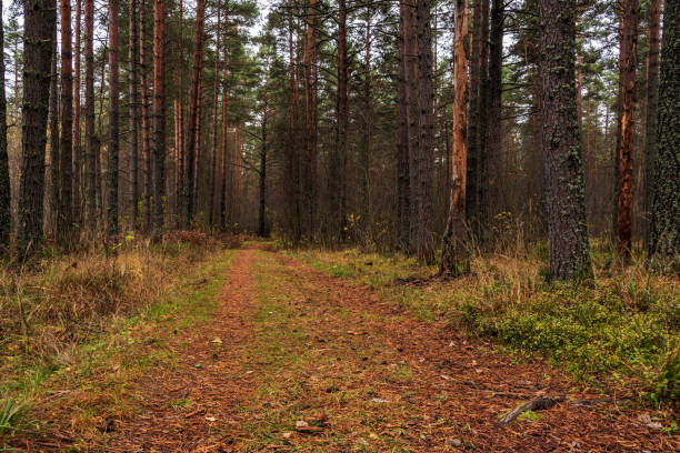Forest autumn landscape with dirt road.