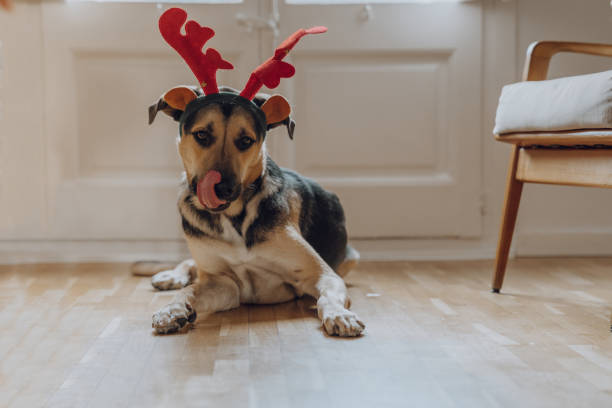 Boys wearing chritmas hats playing with dogs