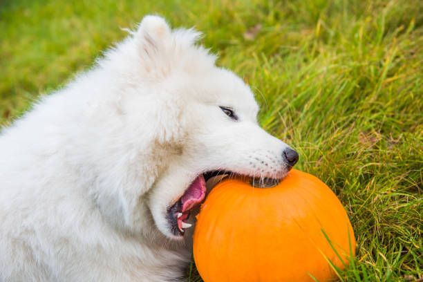 White Samoyed dog is eating halloween pumpkin. stock photo