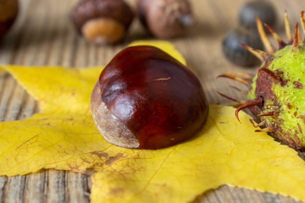 istock forest fruits in autumn 1181009589