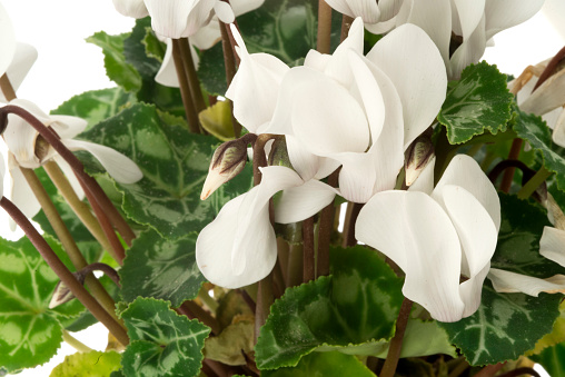 cyclamen flower isolated on white