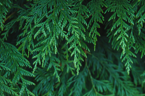 Thuja occidentalis or arborvitae tree green foliage close up