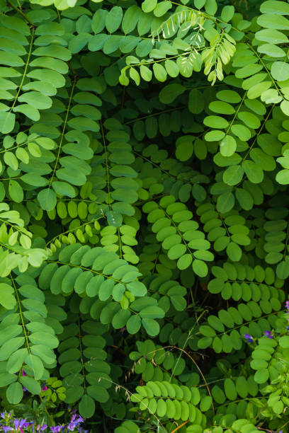 istock Black locust fresh green foliage 1181010616