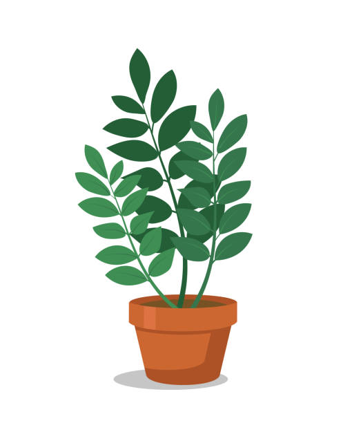 ilustrações, clipart, desenhos animados e ícones de ilustração lisa do vetor do houseplant - bush flower pot tree flower