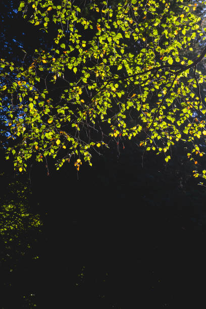 istock Beech tree foliage in early autumn 1181011724