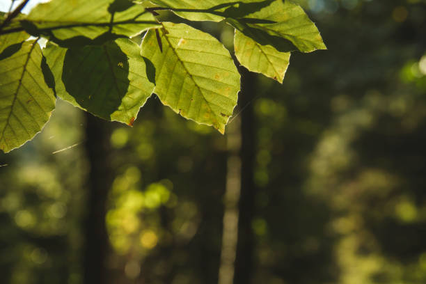 istock Beech tree leaves detail in early autumn 1181011768