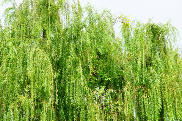 weeping willow tree - willow tree weeping willow tree isolated imagens e fotografias de stock
