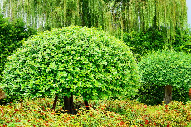 istock Trees in the park with green grass and sunlight, 1181011827