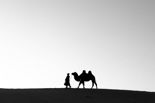 монгольская женщина со своим верблюдом в пустыне гоби. - bactrian camel camel independent mongolia gobi desert стоковые фото и изображения