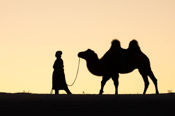 istock Mongolian woman with her camel in Gobi desert. 1181012031