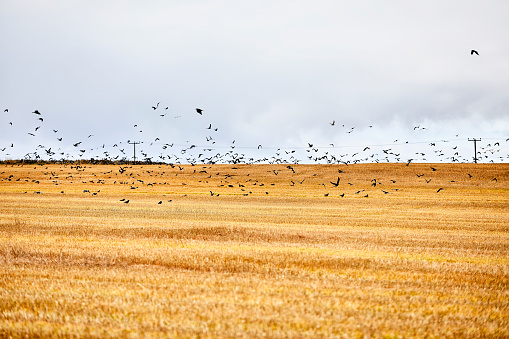 Crows fly over a field where the hay has just been harvested.