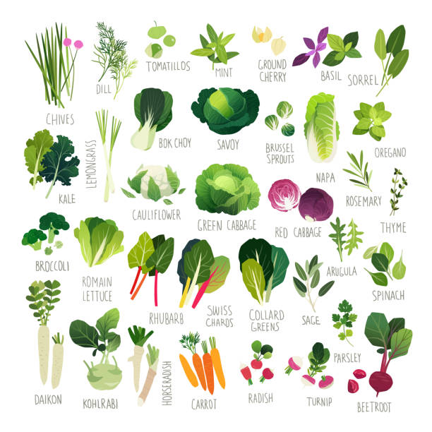 illustrazioni stock, clip art, cartoni animati e icone di tendenza di collezione clipart di verdure ed erbe culinarie comuni - leaf vegetable broccoli spinach vegetable