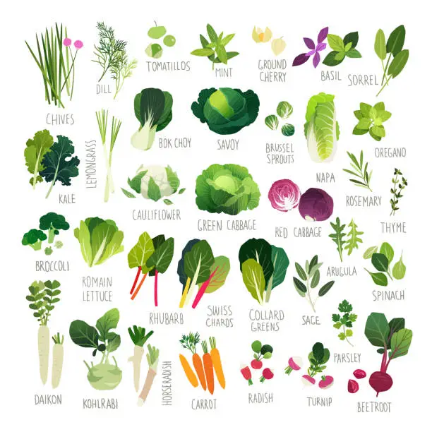Vector illustration of Clipart collection of vegetables and common culinary herbs