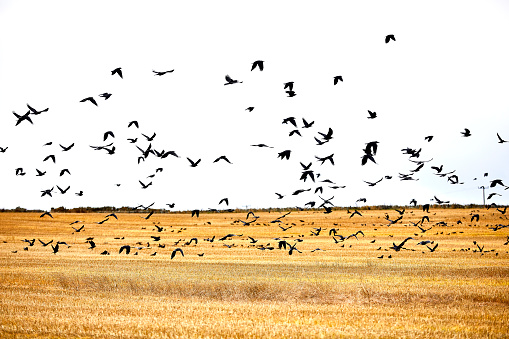Crows fly over a field where the hay has just been harvested.