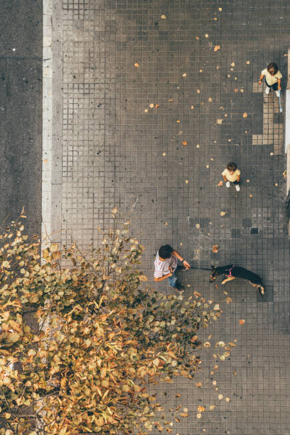 istock Aerial view of man walking dog 1181013123