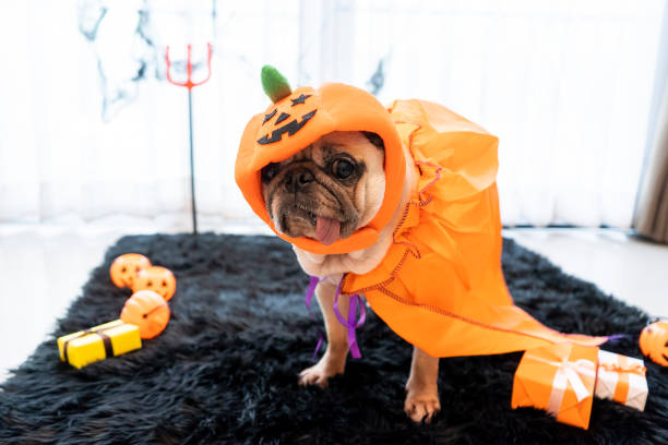 istock Cute pug dog with halloween costume party at home 1181013169