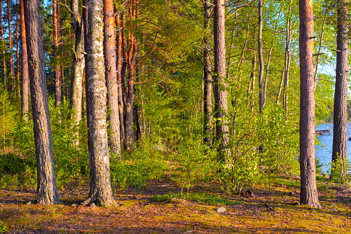 Nordic Pine Forest In Evening Light Paijanne National Park Southern