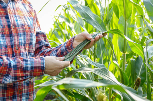 istock Farmer inspecting leaves of corn stalks at field 1181013614
