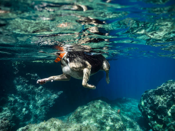 natação de cães - underwater dog adult happiness - fotografias e filmes do acervo