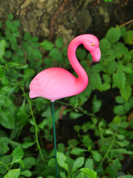 fenicottero rosa femminile contro - plastic flamingo foto e immagini stock