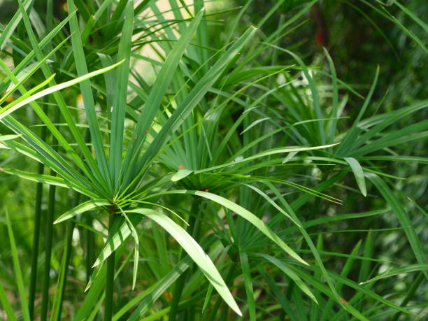 Close up umbrella plant
