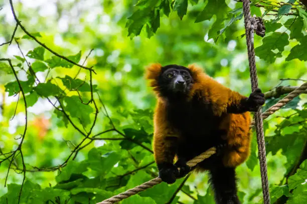 Photo of closeup of a red ruffed lemur climbing in ropes, cute tropical monkey, critically endangered animal specie from Madagascar