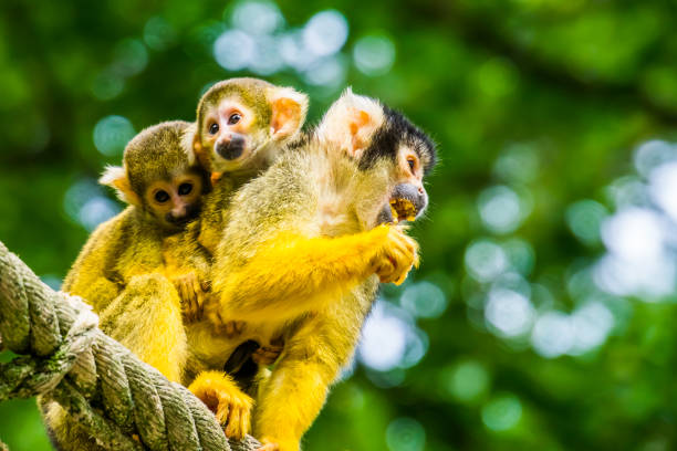 istock common squirrel monkey with twin infants on her back, tropical primate specie from the amazon basin of America 1181015038