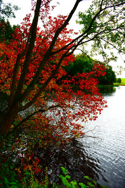 istock autumn at caldera lake Holzmaar 1181015066